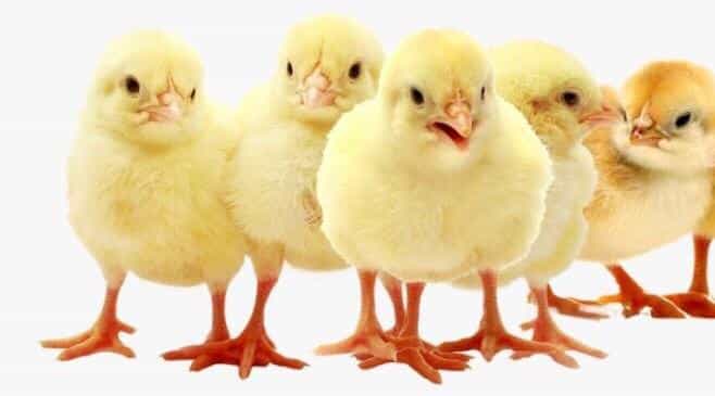 Layer Chicks Day Old